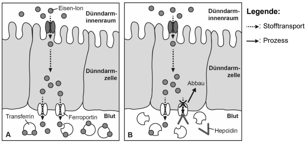 Schematische Darstellung der Eisenaufnahme im Dünndarm mit Ferroportin, Transferrin und Hepcidin